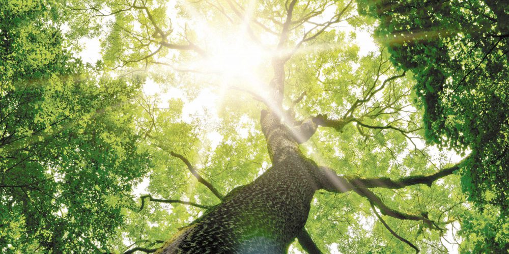 Photo d'arbre. Conseils pour bien débuter la sylvothérapie, avec le livre Sylvothérapie : le vpouvoir bienfaisant des arbres, de Jean-Marie Defossez