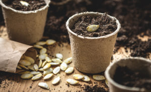 Soutenir la biodiversité : des graines aux semences
